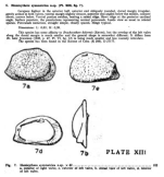 Hemicythere symmetrica Bold, 1946 from the original description