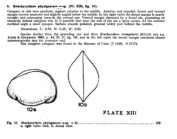 Brachycythere physigastera Bold, 1946 from the original description