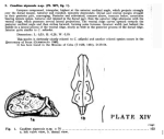 Caribbean Ostracoda