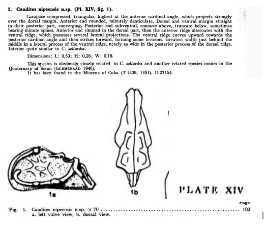 Caudites nipeensis Bold, 1946 from the original description