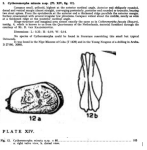 Caribbean Ostracoda