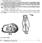 Cytheromorpha minuta Bold, 1946 from the original description