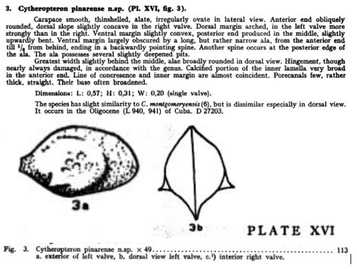 Cytheropteron pinarense Bold, 1946 from the original description