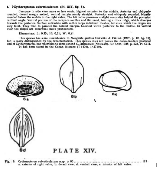 Cytheropteron subreticulatum Bold, 1946 from the original description