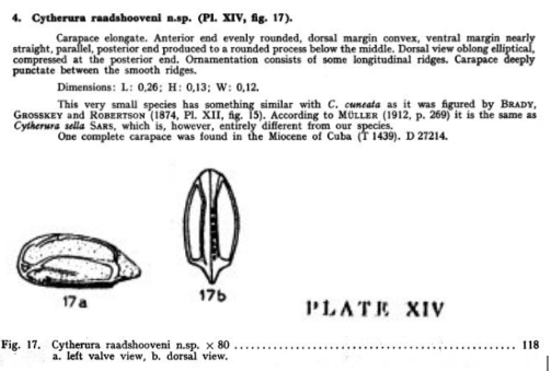 Cytherura raadshooveni Bold, 1946 from the original description