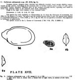 Cytherura salinasensis Bold, 1946 from the original description