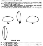 Krithe guatemalensis Bold, 1946 from the original description