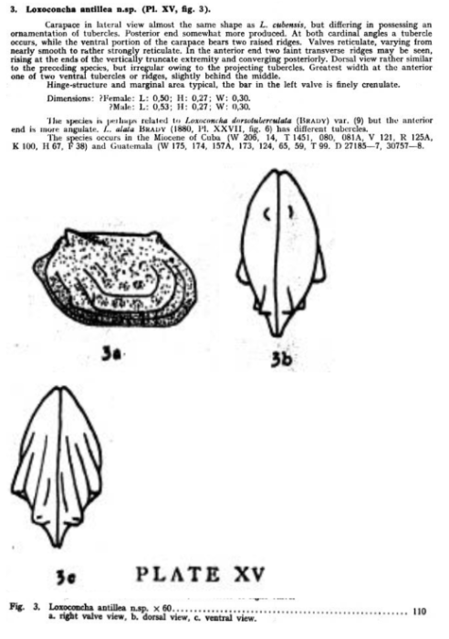 Loxoconcha antillea Bold, 1946 from the original description