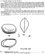 Loxoconcha cubensis Bold, 1946 from the original description