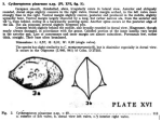 Cytheropteron pinarense Bold, 1946 from the original description