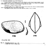 Loxoconcha spioalata Bold, 1946 from the original description