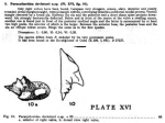 Caribbean Ostracoda