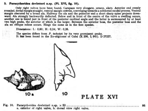 Paracytheridea devletteri Bold, 1946 from the original description