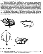 Paracytheridea tschoppi Bold, 1946 from the original description