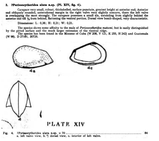Perissocytheridea alata Bold, 1946 from the original description