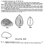 Ostracoda (seed shrimp)