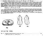 Cytheridea (Haplocytheridea) reversa Bold, 1946 from the original description