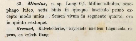 Description of Enchytraeus minutus in Tauber (1879: 72)