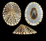 Testudinalia testudinalis (O. F. Mler, 1776) - Stykkishmur (Iceland W) - 23.3 mm