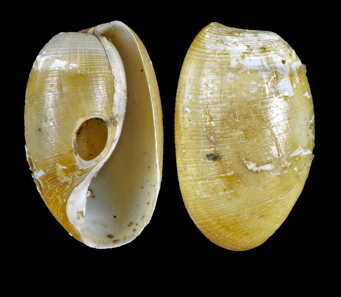 Cylichnoides occultus (Mighels & C. B. Adams, 1842) - Iceland N, 7.2 mm Cylichnoides occultus (Mighels & C. B. Adams, 1842) - Iceland N, 7.2 mm
