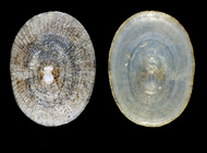 Lepeta caeca (O. F. Mler, 1776) - Iceland W, 7.5 mm