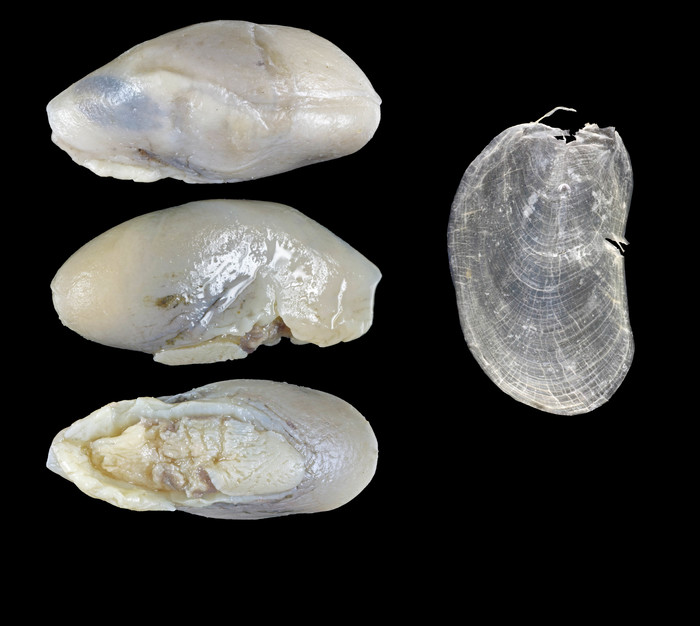Onchidiopsis glacialis (M. Sars, 1851) - Iceland N, 23.9 mm Onchidiopsis glacialis (M. Sars, 1851) - Iceland N, 23.9 mm