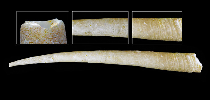 Fissidentalium candidum (Jeffreys, 1877) - Iceland SW, 97.2 mm. Fissidentalium candidum (Jeffreys, 1877) - Iceland SW, 97.2 mm.
