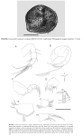 Caribbean Ostracoda