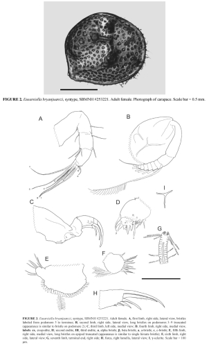 Eusarsiella bryanjuarezi Churchill et al., 2014 from the original description