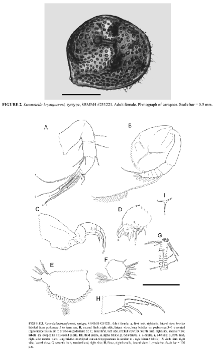 Eusarsiella bryanjuarezi Churchill et al., 2014 from the original description