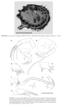 Caribbean Ostracoda