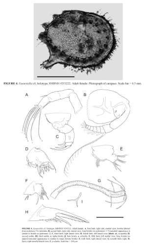 Eusarsiella eli Churchill et al., 2014 from the original description
