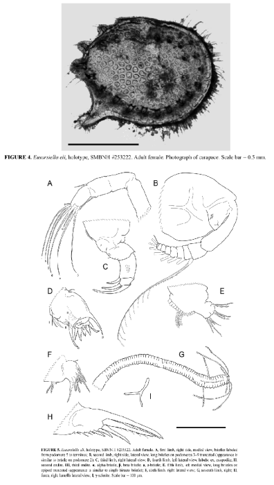 Eusarsiella eli Churchill et al., 2014 from the original description