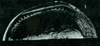 Holotype of Nodophtalmocythere tripartita Malz, H.,1958.