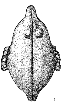 Holotype of Marslatourella exposita Malz, H.,1959.