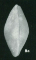 Holotype of Schulapacythere neagui Malz, H.,1970.