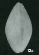 Holotype of Schulapacythere ovidi Malz, H.,1970.