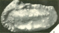 Holotype of Homocythere howei Malz, H.,1974.