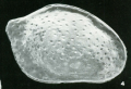 Holotype of Loxoconchella enodis Malz, H.,19780