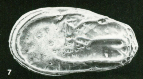 Holotype of Atjehella jacobi Malz, H.,1981
