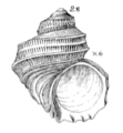 Fossarus elegans Verrill & Smith, 1882, original figure