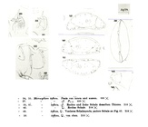 Microcythere inflexa Mler, 1894 - illustrations from the original description