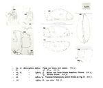 Microcythere inflexa Müller, 1894 - illustrations from the original description