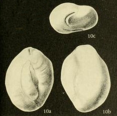 Scutuloris tegminis Loeblich & Tappan, 1953