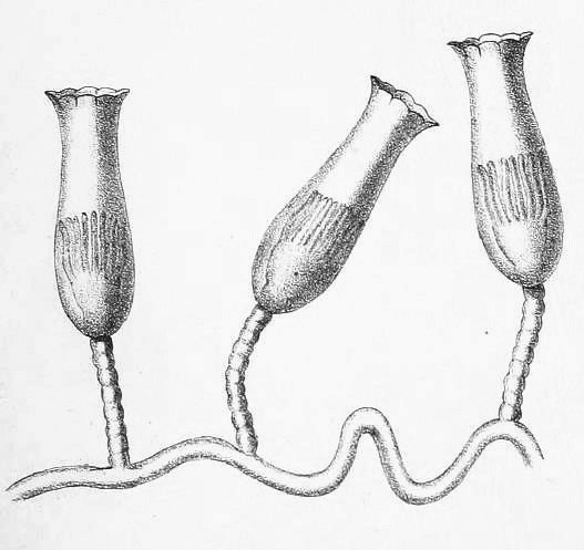 Tulpa creanta from Allman (1876, as Campanularia crenata) Tulpa creanta from Allman (1876, as Campanularia crenata)