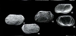Caribbean Ostracoda