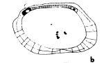 Caribbean Ostracoda