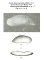 Macrocypris bathyalensis Hulings,1967 from the original description