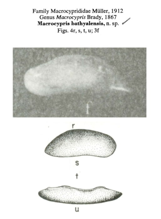 Macrocypris bathyalensis Hulings,1967 from the original description Macrocypris bathyalensis Hulings,1967 from the original description