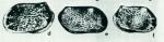 Caribbean Ostracoda